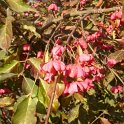 Euonymus americanus